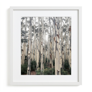 Cathedral of Leaves