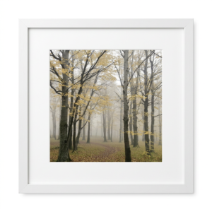 Timber Calm