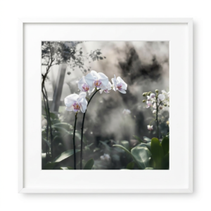 Quiet Conservatory