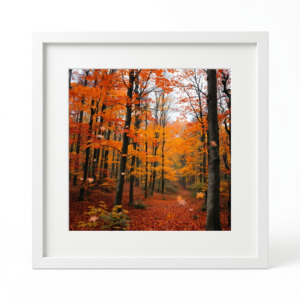 Fading Forest Light